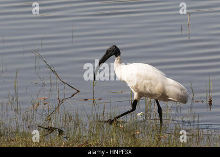 Un Nero intitolata Ibis, o bianco orientali Ibis, ( Threskiornis melanocephalus ), Tadoba National Park, India Foto Stock