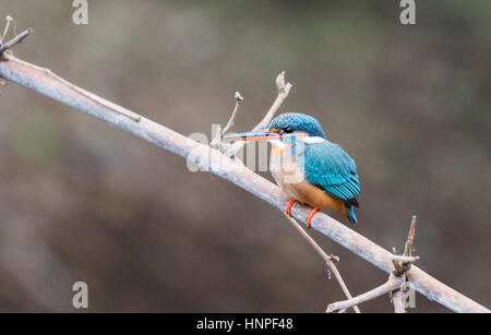 Il Comune Kingfisher, aka the Eurasian Kingfisher o fiume Kingfisher ( Alcedo atthis ), India Foto Stock