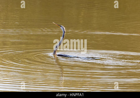 Un Oriental Darter o Darter indiano, talvolta chiamato Snakebird, ( Anhinga melanogaster ), in acqua, Tadoba National Park, India Foto Stock