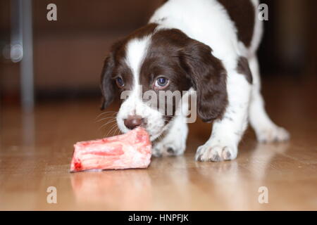 Giovani tipo di lavoro english springer spaniel cucciolo di mangiare carne cruda Foto Stock