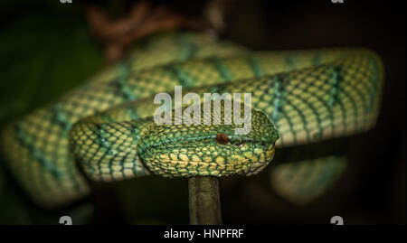 Waglers rattlesnakes nel Bako National Park Borneo, Malaysia Foto Stock