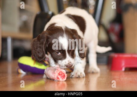 Giovani tipo di lavoro english springer spaniel cucciolo di mangiare carne cruda Foto Stock