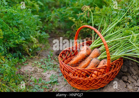 Mazzetto di carote in un cestello posto sulla terra di un orto. Le carote in un cesto di vimini in giardino. Raccolti freschi carote. Il raccolto Foto Stock