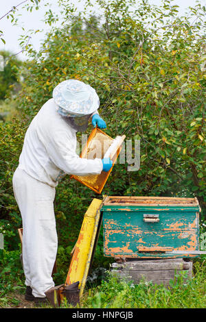 Apicoltore è lavorare con le api e alveari sull'apiario. Apicoltore su apiario. Apicoltore telaio trazione dall'alveare. Apiarist sta lavorando nel suo apia Foto Stock