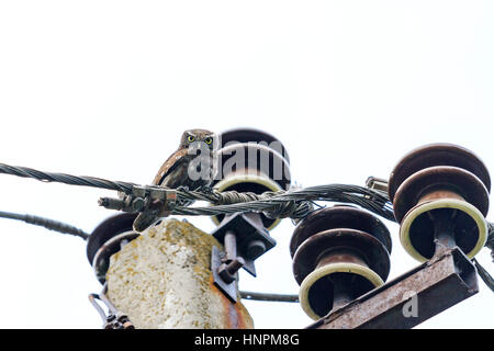 Owlet seduto su un palo,owl e gli occhi gialli,paesaggio industriale, uccelli in città, uccello da preda, Foto Stock