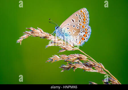 Comune di blue butterfly (Polyommatus icarus) seduto sull'erba lama con sfondo verde Foto Stock