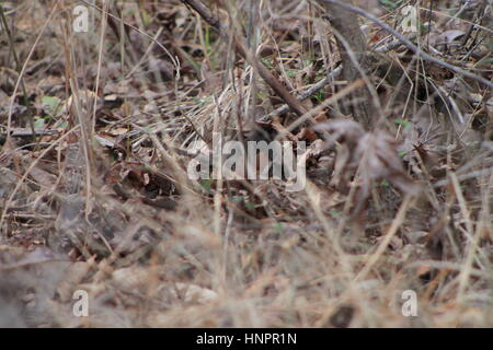 Un maschio towhee orientale mimetizzato nella spazzola (Pipilo Erythrophthalmus) Foto Stock