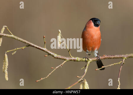 Gimpel, Dompfaff, Männchen, Pyrrhula pyrrhula, Ciuffolotto, maschio Foto Stock