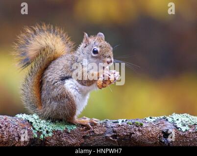 Un Americano scoiattolo rosso seduto su un ramo di mangiare zia in autunno Foto Stock