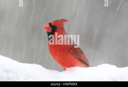 Un brillante maschio rosso cardinale settentrionale (Cardinalis cardinalis) si appollaia in un inverno blizzard. Foto Stock