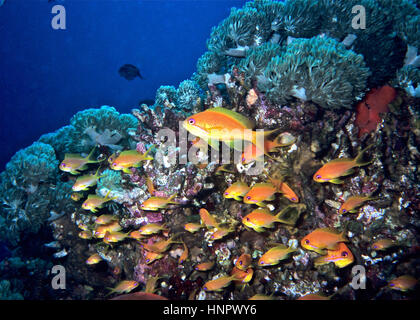 Questo gruppo di jewel fairy basslet (Pseudanthias squamipinnis) è stato rilevato nel modo tipico accanto a loro scelta parte della scogliera. Mar Rosso egiziano. Foto Stock