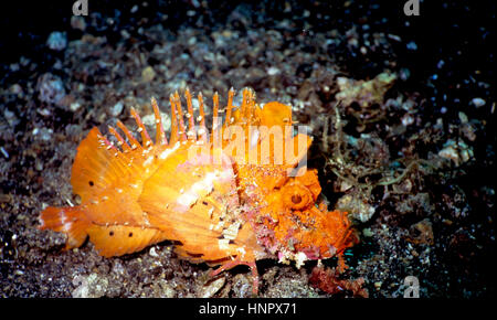 Il demone velenosi stinger o devilfish spinosa (Inimicus didactylus) merita la sua impressionante e temibile nomi. Esso può causare dolore o morte. Indonesia. Foto Stock