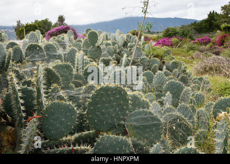 Cactus su un campo con un sacco di spider web, foto di Tenerife Isole Canarie. Foto Stock