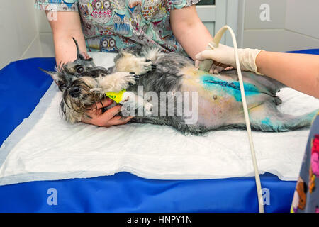 Cane di scansione a ultrasuoni in clinica veterinaria Foto Stock