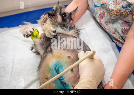 Cane di scansione a ultrasuoni in clinica veterinaria Foto Stock