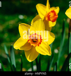 Yellow Daffodils nei giardini dell'Olanda. Bokeh effetto di luce, Foto Stock