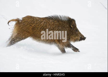 Il cinghiale nella neve, in inverno, giovani cinghiali - cinghiali, Wildschwein im Schnee, inverno, Frischlinge - Wildschweine Foto Stock