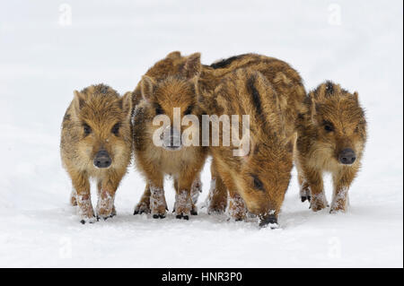 Il cinghiale nella neve, in inverno, giovani cinghiali - cinghiali, Wildschwein im Schnee, inverno, Frischlinge - Wildschweine Foto Stock