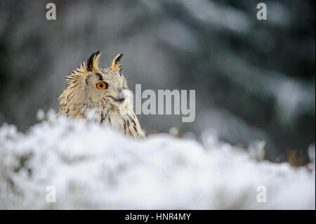 Gufo reale seduto a terra con la neve in inverno. Congelare il tempo con closeup raptor. Foto Stock