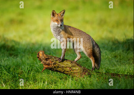 Red Fox in piedi sul tronco di albero in erba verde in autunno bello la luce solare Foto Stock