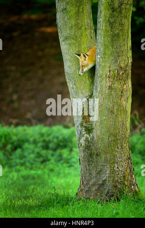 Hidden RED FOX guardando giù dal tronco di albero a l'erba verde Foto Stock