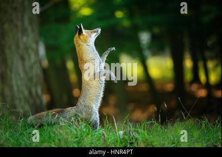 Red Fox in piedi sulle zampe posteriori nella foresta come in Fairy Tail e guardando in alto Foto Stock