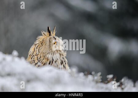 Gufo reale seduto a terra con la neve in inverno. Congelare il tempo con closeup raptor. Foto Stock