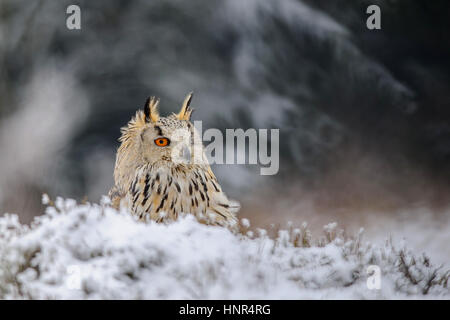 Gufo reale seduto a terra con la neve in inverno. Congelare il tempo con closeup raptor. Foto Stock