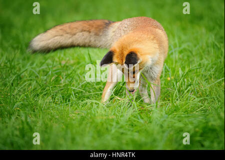 Red Fox in piedi che guarda verso il basso per erba verde dalla vista frontale con coda sul lato Foto Stock