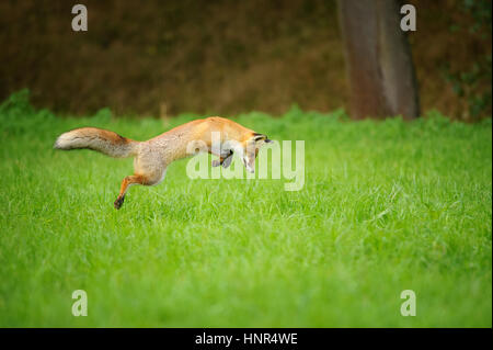 La volpe rossa sulla caccia quando posizionando il mouse nel campo di erba durante la stagione autunnale con forrest in background Foto Stock