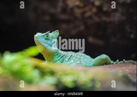 Basilisk piumati sul tronco di albero dietro il verde delle foglie Foto Stock