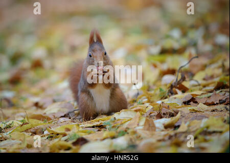 Curioso carino scoiattolo rosso eatinh nocciola in autunno terreno forestale con giallo caduta foglie. Foto con bella blured colori in background. Foto Stock