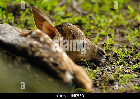 Appena nato carino Giovane daino sdraiati sull'erba Foto Stock