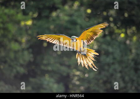 Vista anteriore su sbarco blu-giallo macaw - Ara ararauna con sfondo verde in controluce Foto Stock