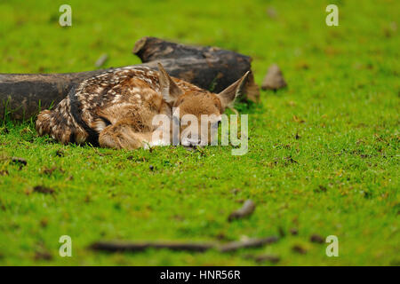 Appena nato carino Giovane daino sdraiati sull'erba Foto Stock