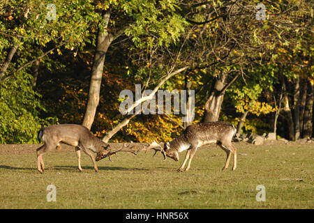 Combattimenti daini nel solco con legno di autunno in background Foto Stock