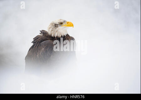 Aquila calva ritratto in inverno con neve intorno Foto Stock