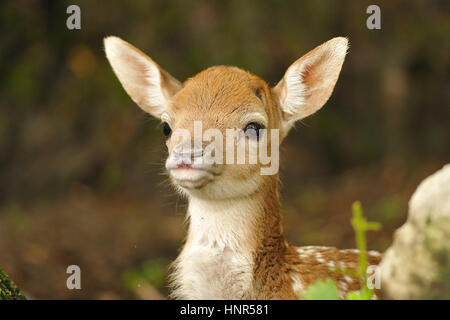 Appena nato carino Giovane daino sdraiati sull'erba Foto Stock
