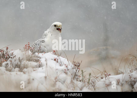 Gyrfalcon seduta sul terreno nevoso in blizzard nevoso Foto Stock