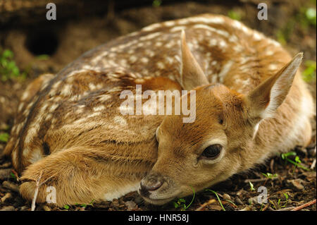 Appena nato carino Giovane daino sdraiati sull'erba Foto Stock