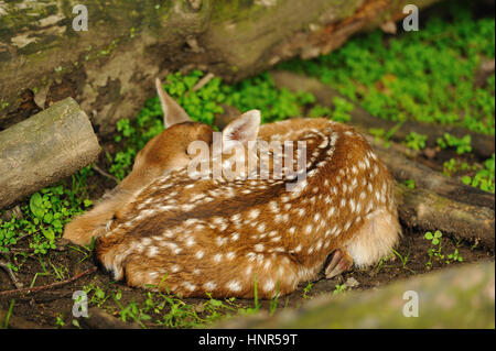 Appena nato carino Giovane daino sdraiati sull'erba Foto Stock