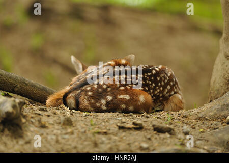 Appena nato carino Giovane daino sdraiati sull'erba Foto Stock