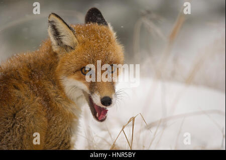 Close up red fox ritratto in inverno sul terreno nevoso Foto Stock