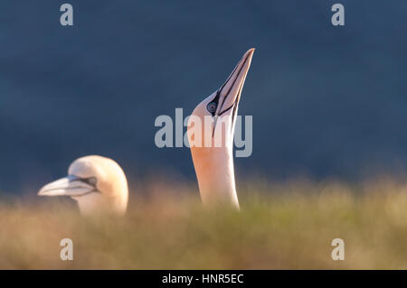 Due Northern Gannet teste con vedere sullo sfondo Foto Stock