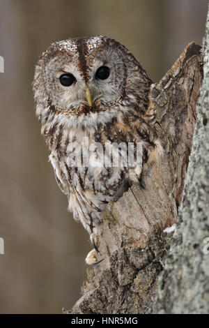 Allocco nella struttura ad albero cavo Foto Stock