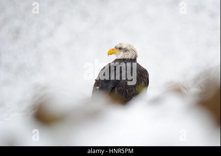 Aquila calva ritratto in inverno con neve intorno Foto Stock