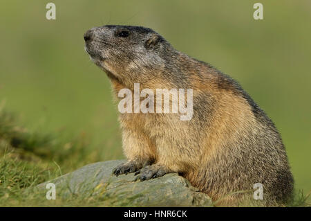 Parco Nazionale Alta conciatori, saint il sangue, Austria, Nationalpark Hohe Tauern, Heiligenblut, Oesterreich Foto Stock