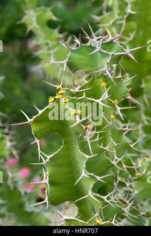 Euphorbia ammak variegata Foto Stock