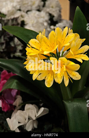 Clivia miniata, giallo Foto Stock