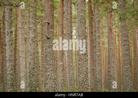 Gli alberi in una foresta di bosco Foto Stock